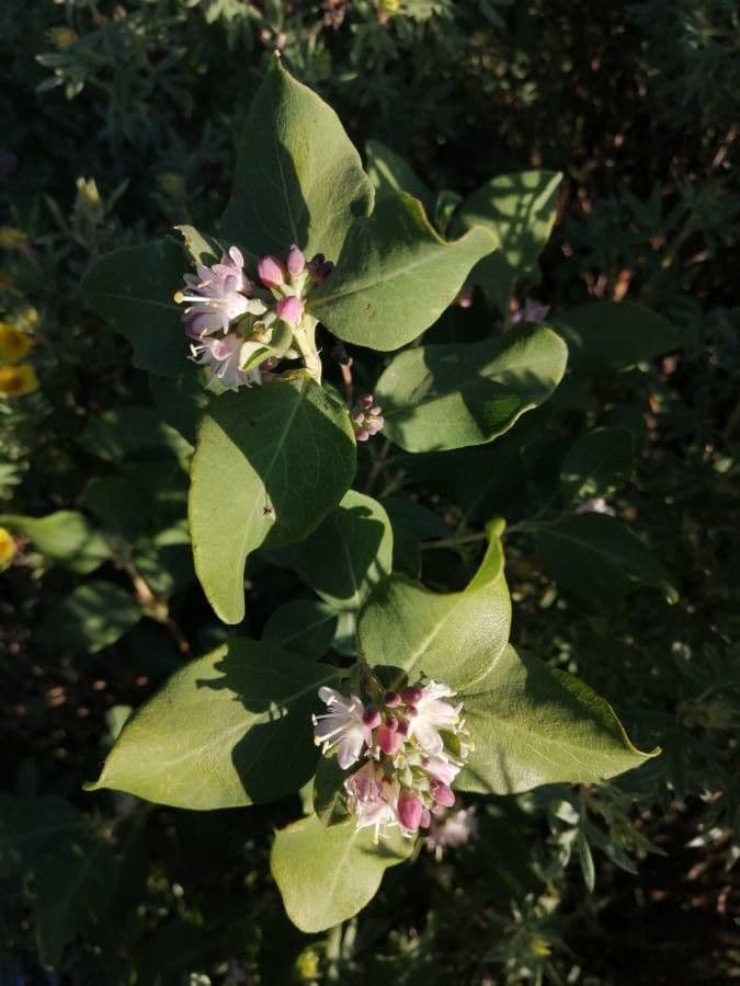 Symphoricarpos occidentalis 6