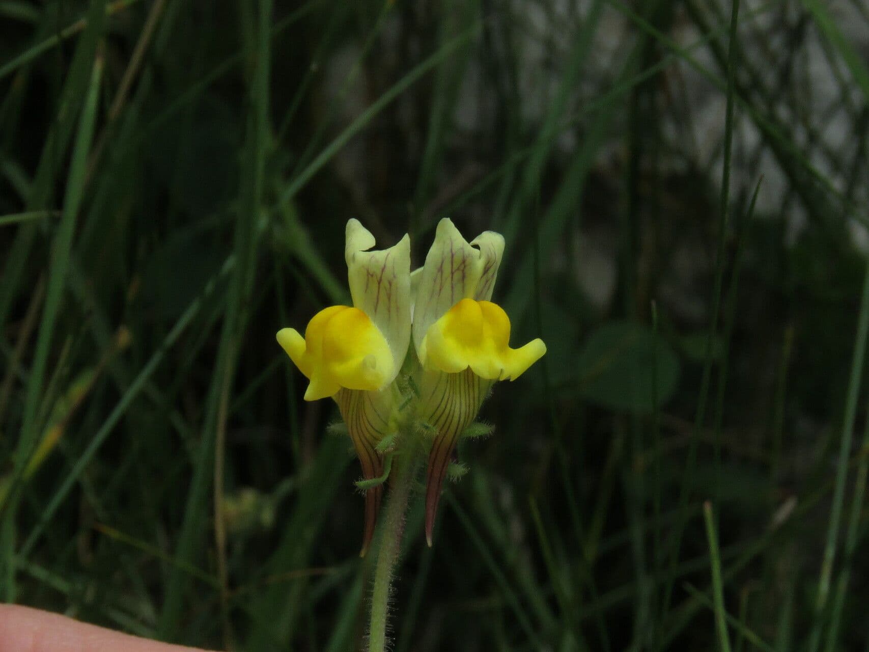 Linaria supina 9