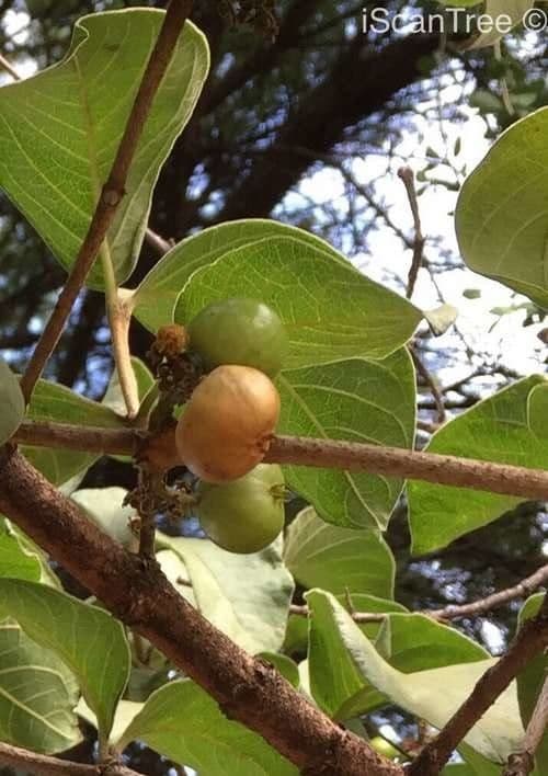 Vangueria 3