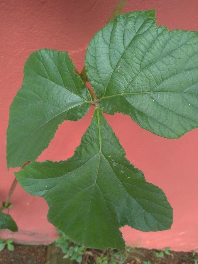 Cissus sulcicaulis 6