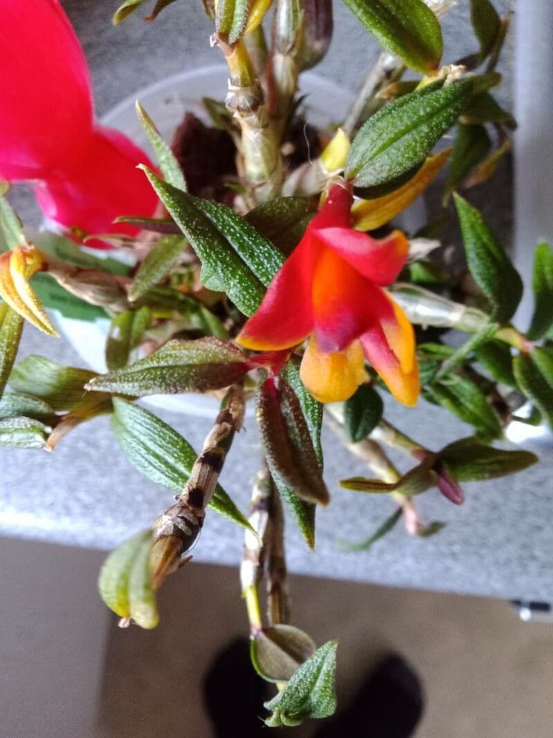 Dendrobium 3
