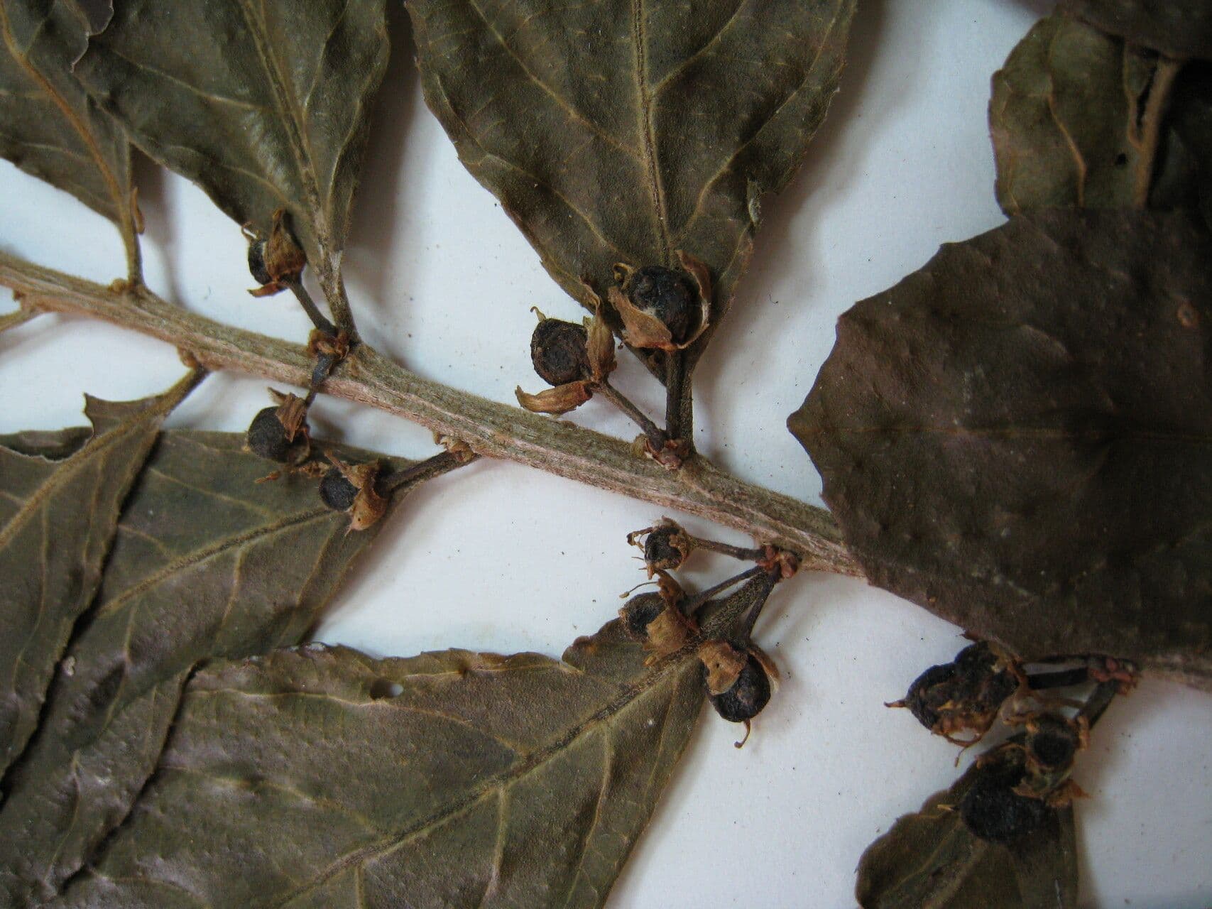 Caffè selvatico della Guiana 5