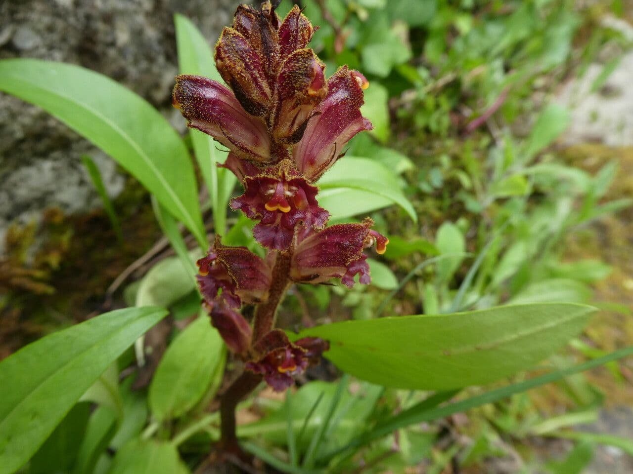 Succiamele gracile 24