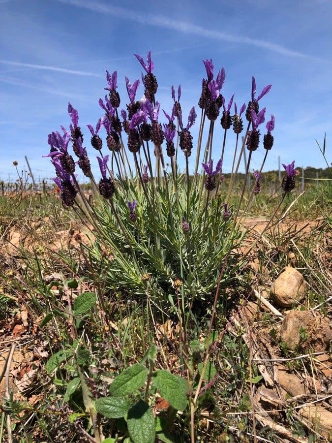 Lavanda selvatica 12