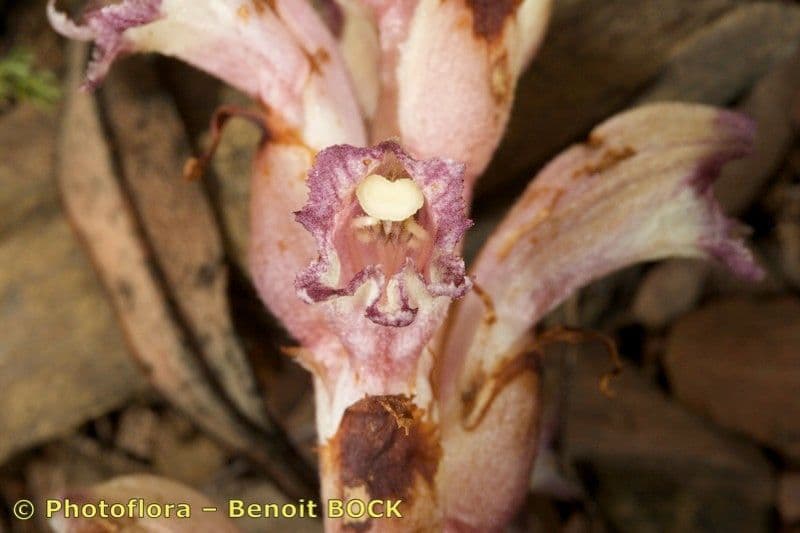 Orobanche a squame larghe 20