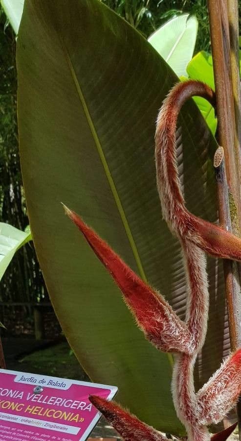 Heliconia 10
