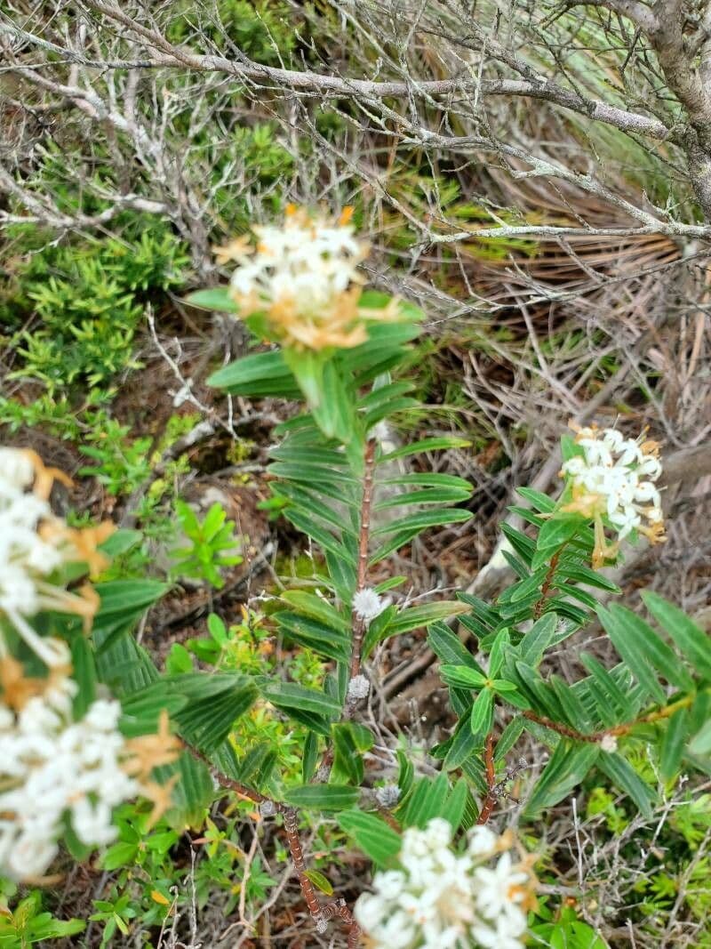 Leinblättrige Pimelea 9