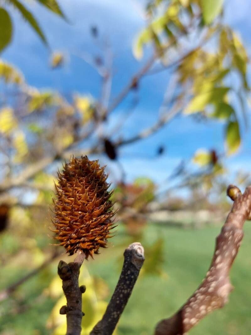Platycarya strobilacea 2