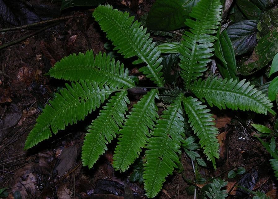 Pteris 2