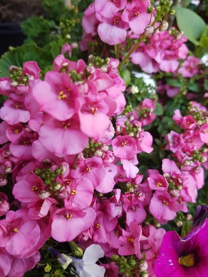 Diascia