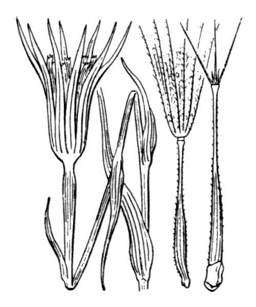 Geropogon hybridus 28