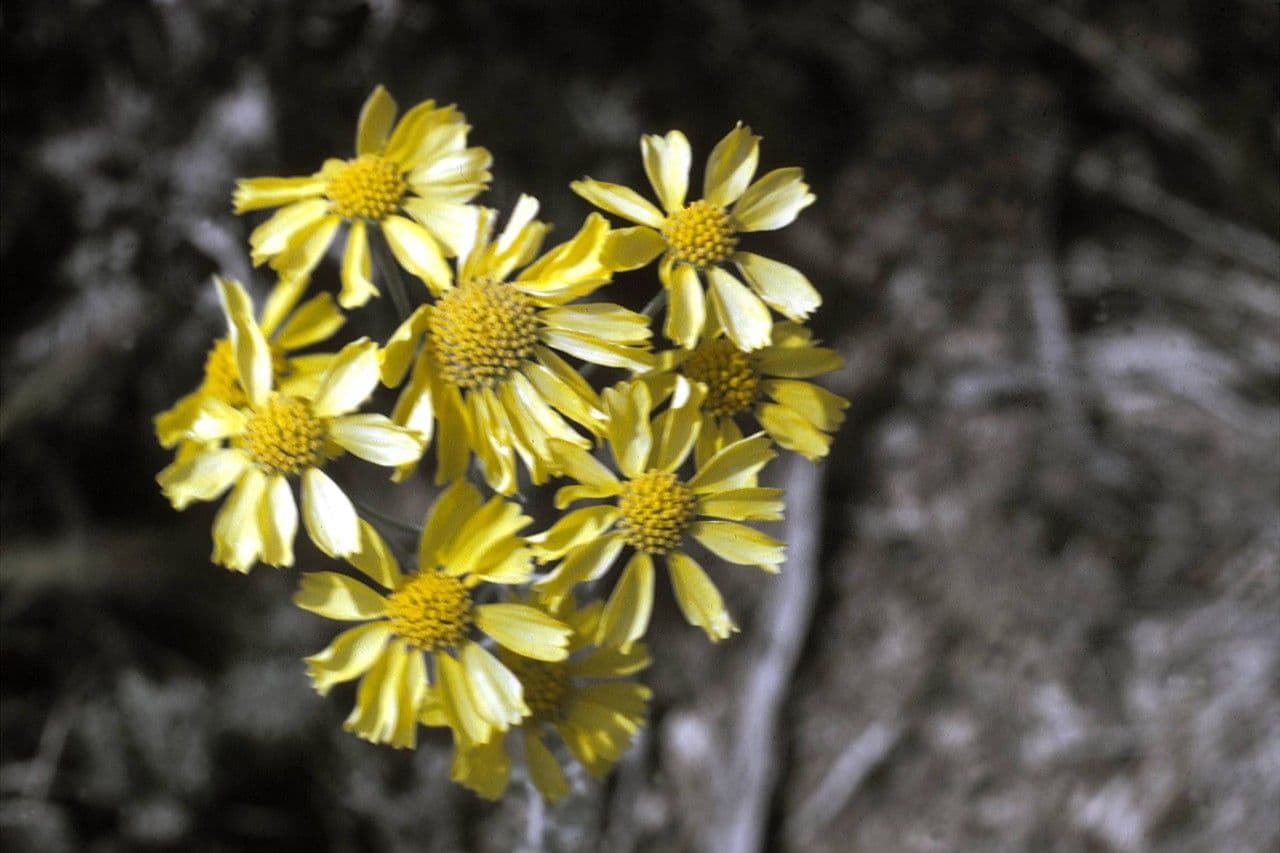 Hymenoxys