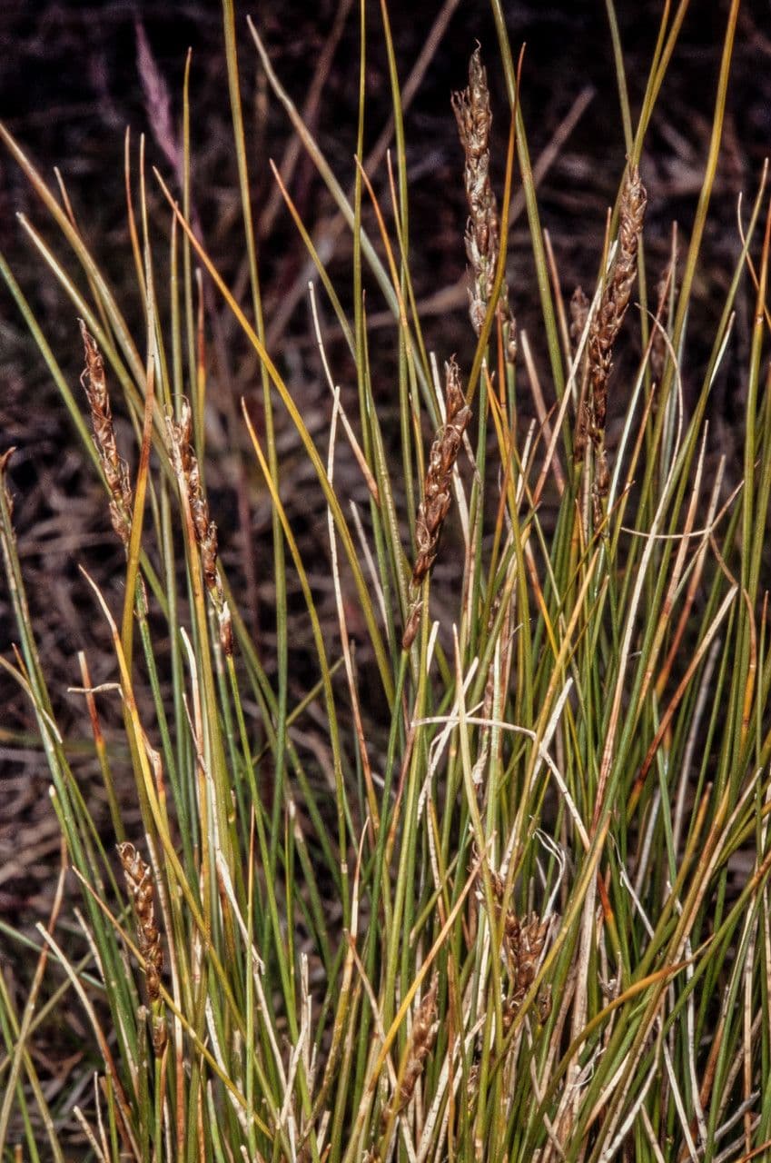Kobresia myosuroides 2