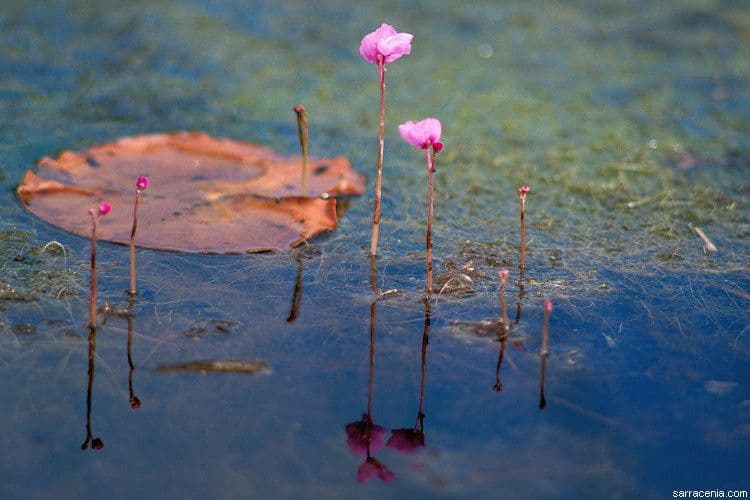 Utricularia purpurea orientale 10