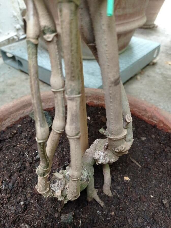 Sanchezia oblonga 12