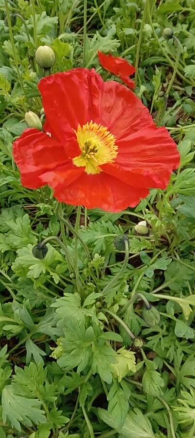 Arktischer Mohn 10