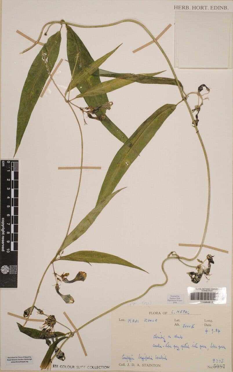 Langblättrige Leuchterblume 5