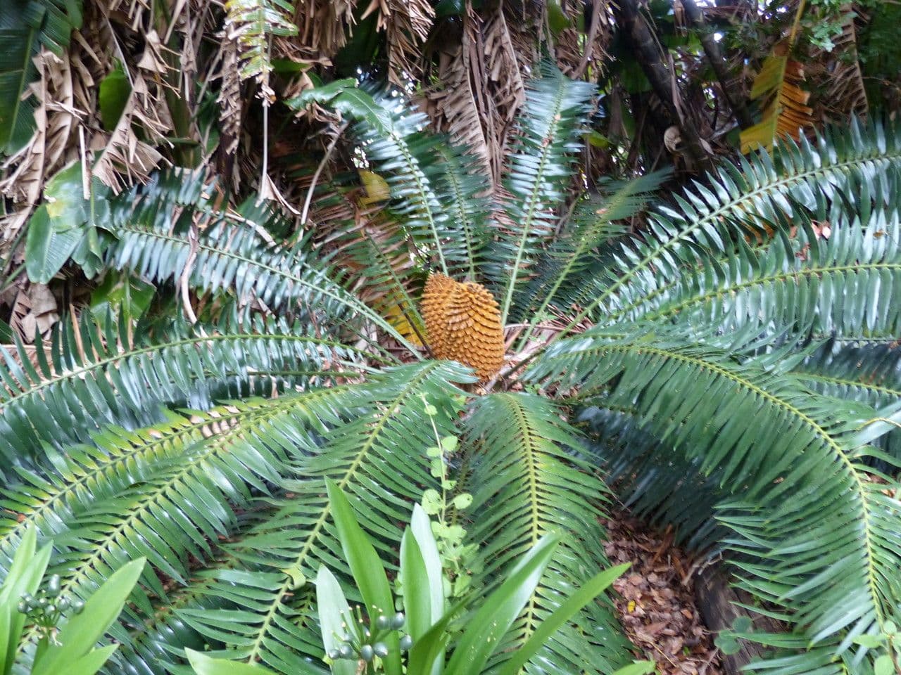 Encephalartos