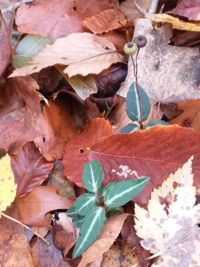 Chimaphila macchiata 5