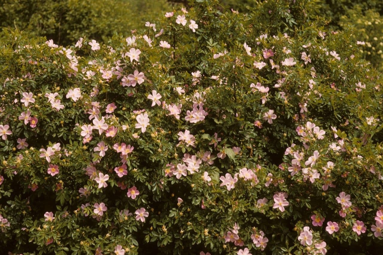 Rosa 13