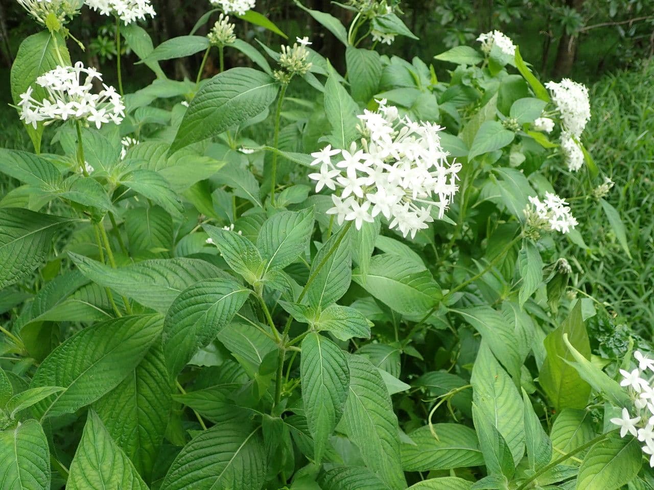 Pentas 23