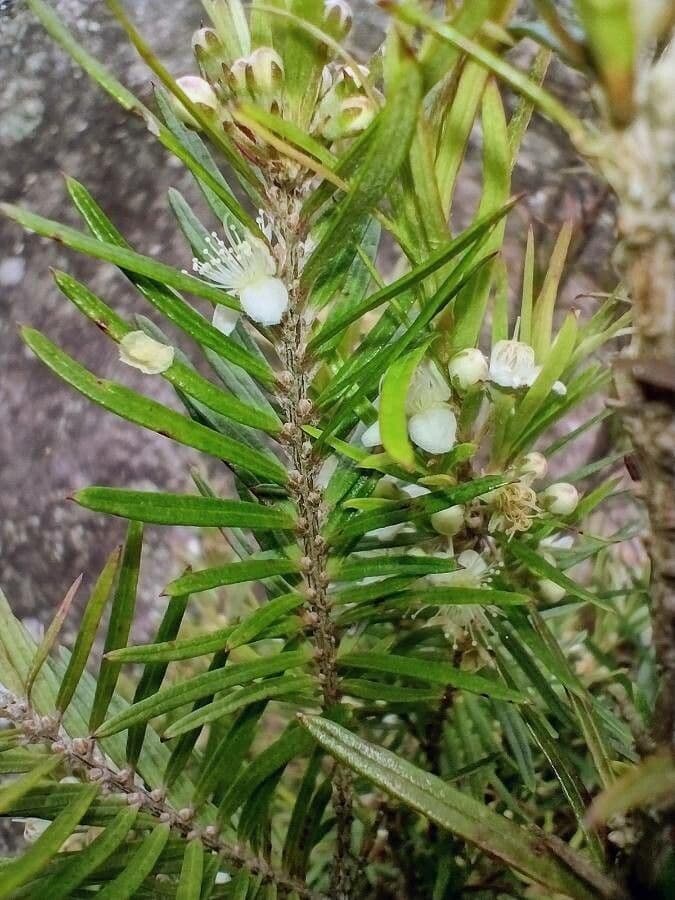 Variable tea-myrtle 8