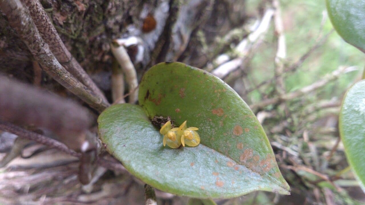 Pleurothallis 13