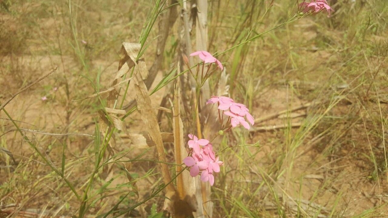 Kohautia 2