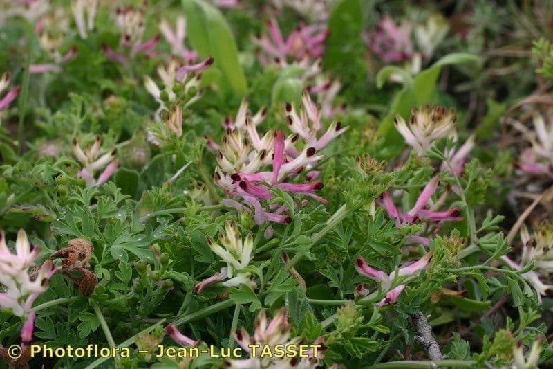 Fumaria bicolore 6