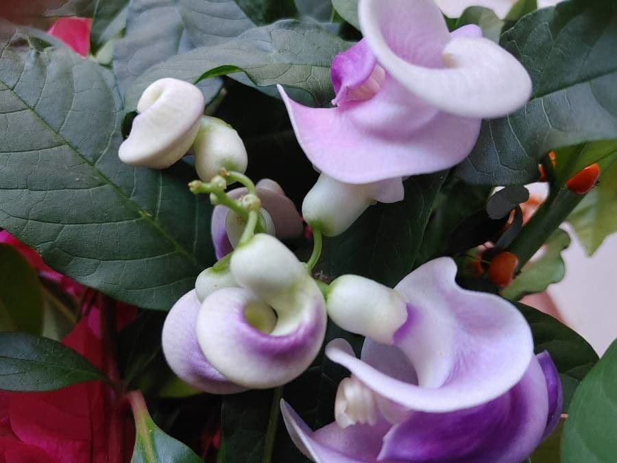 Cochliasanthus 7