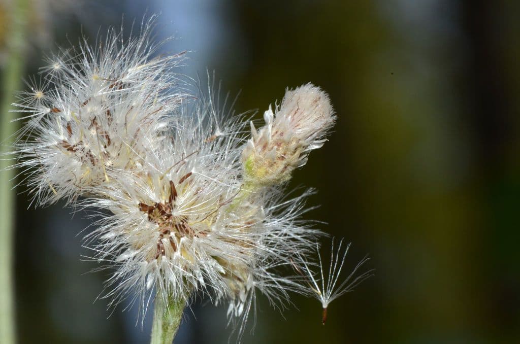 Antennaria de hoja de llantén 3