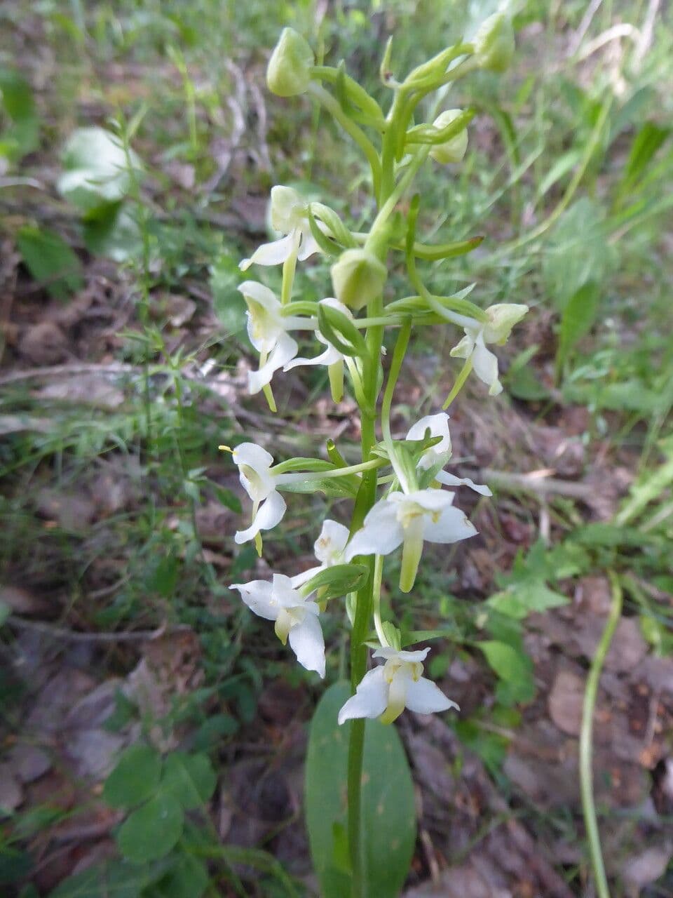 Platantera verdastra 11