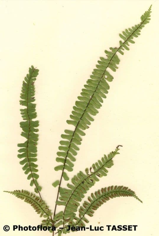 Asplenio monante 2