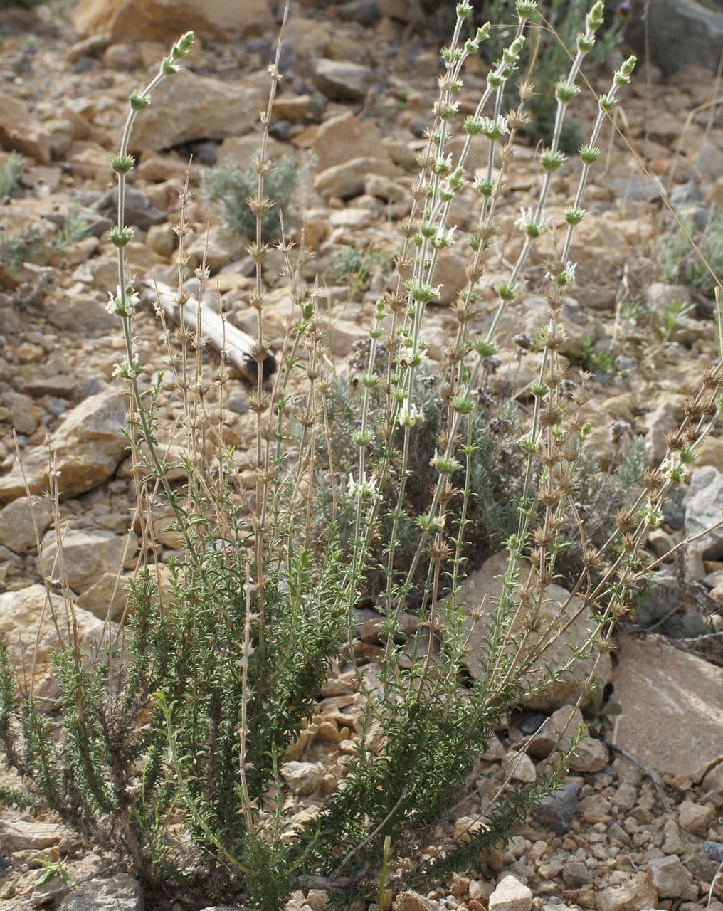 Sideritis hirsuta 11
