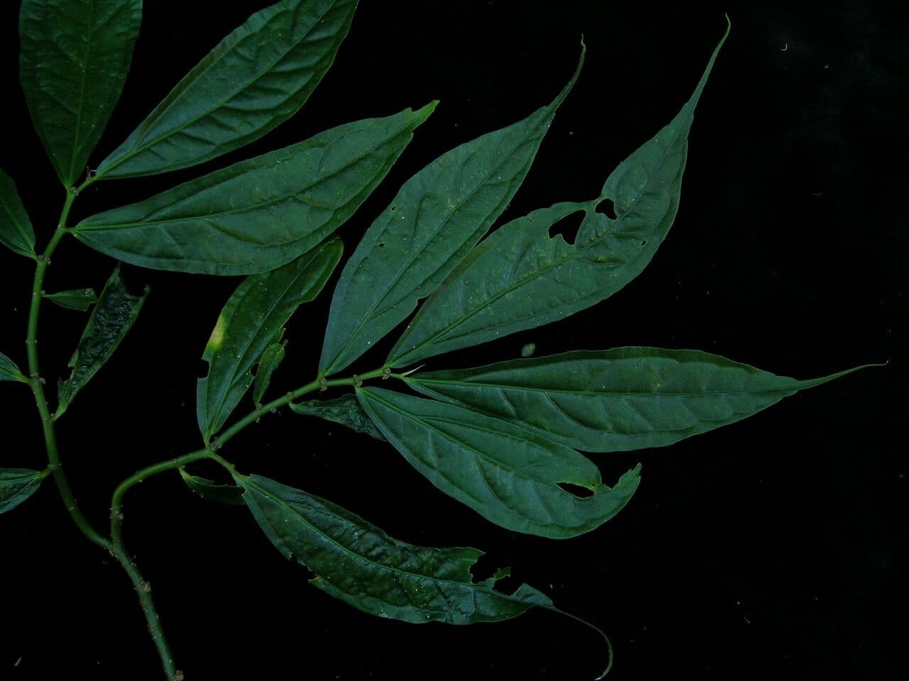 Elatostema 2