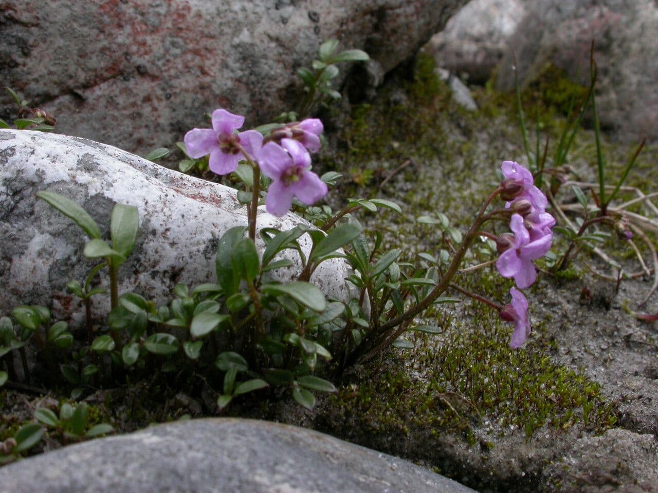 Cardamine 4