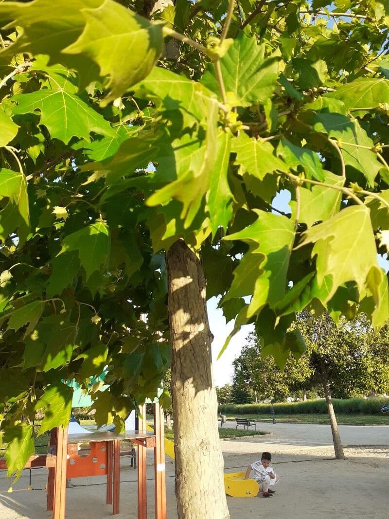 Platano occidentale 20