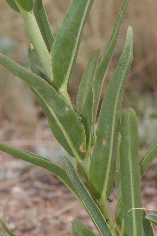 Penstemon 7