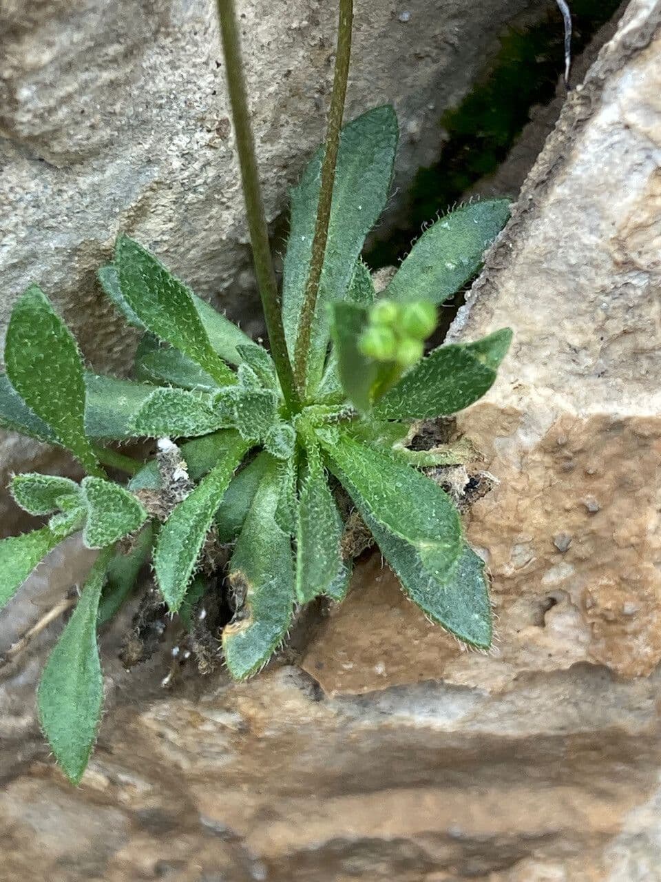 Draba 15