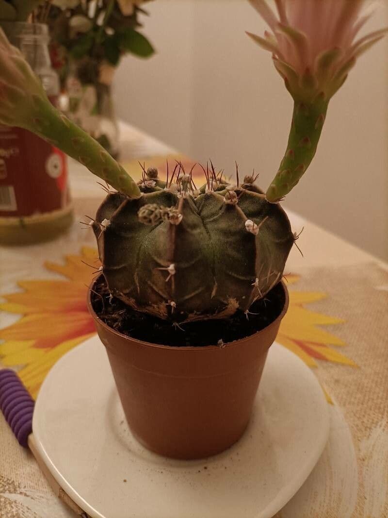 Cactus lunare 11