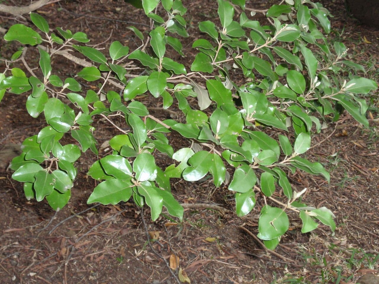 Croton 19