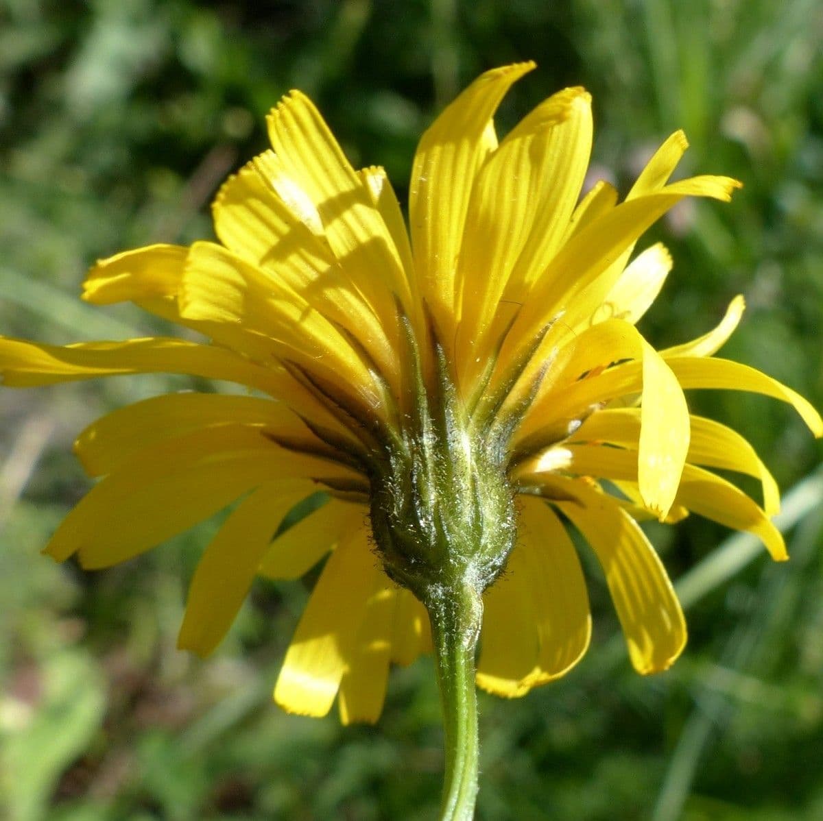 Radicchiella dolcigna 7