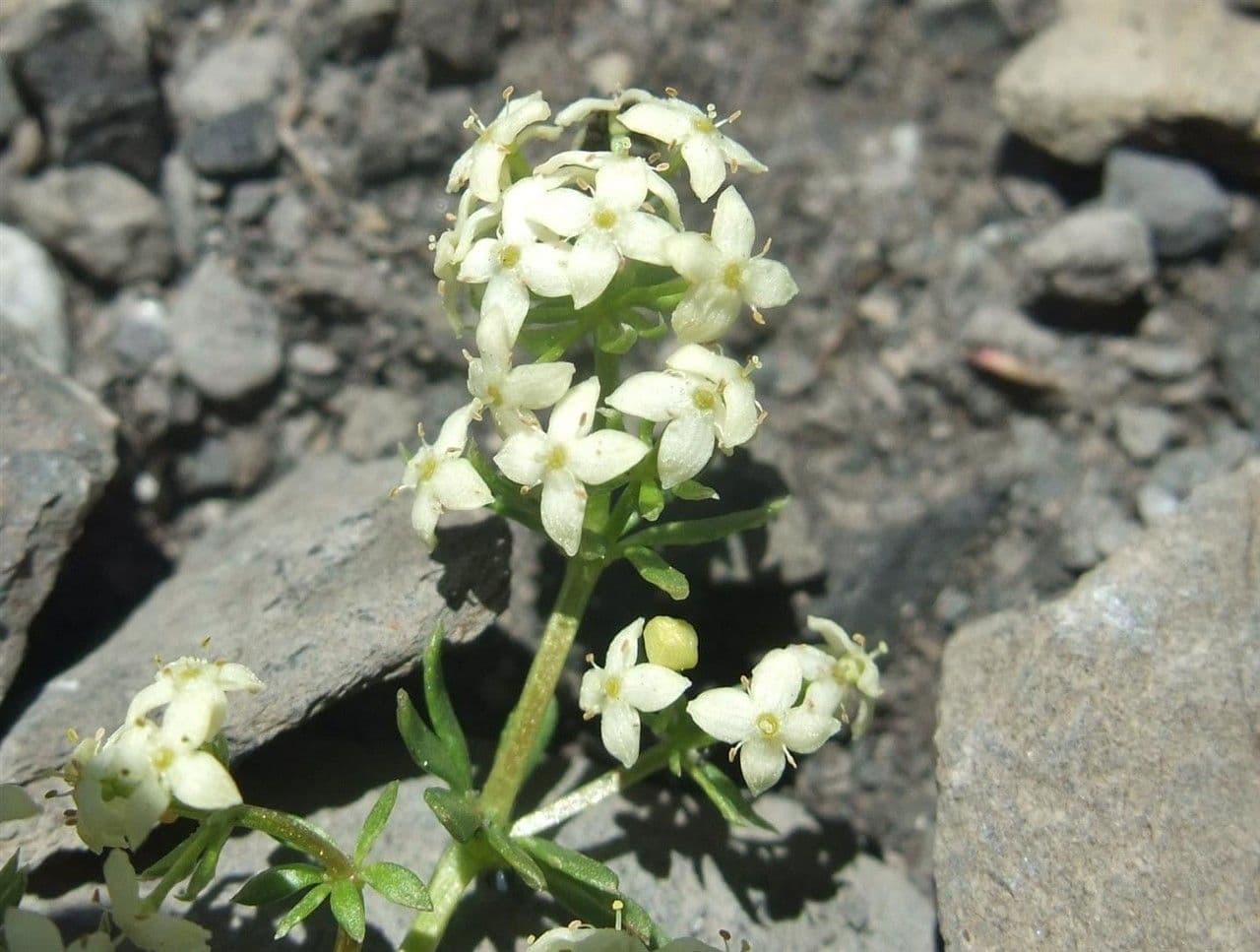 Großsamiges Galium 4