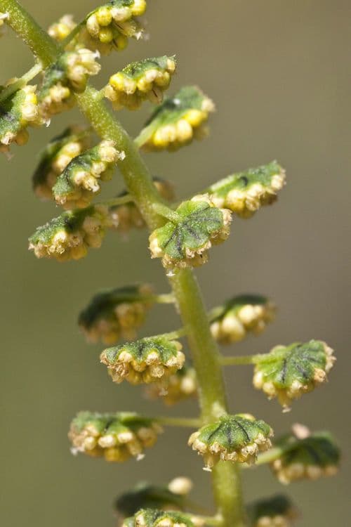 Ambrosia trifida 10
