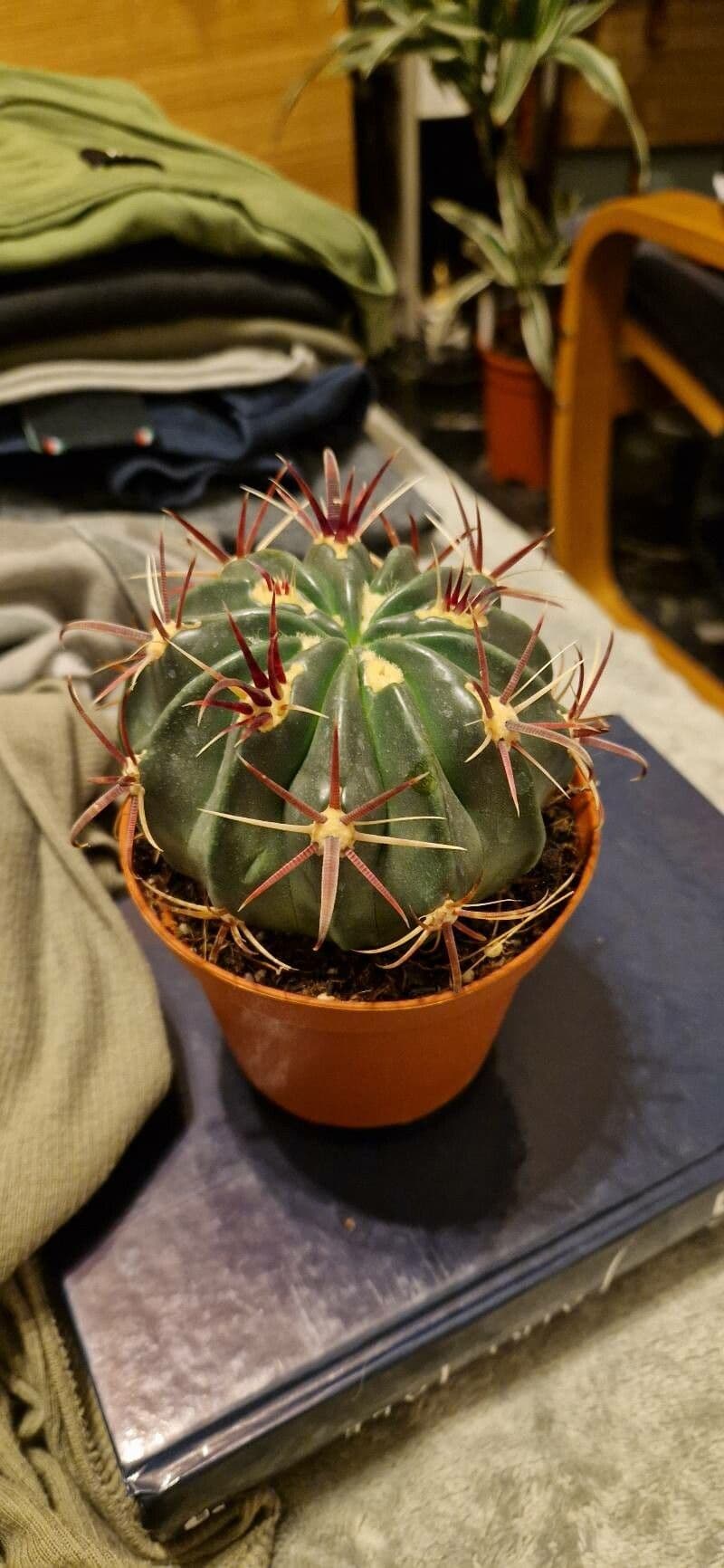 Cactus 9