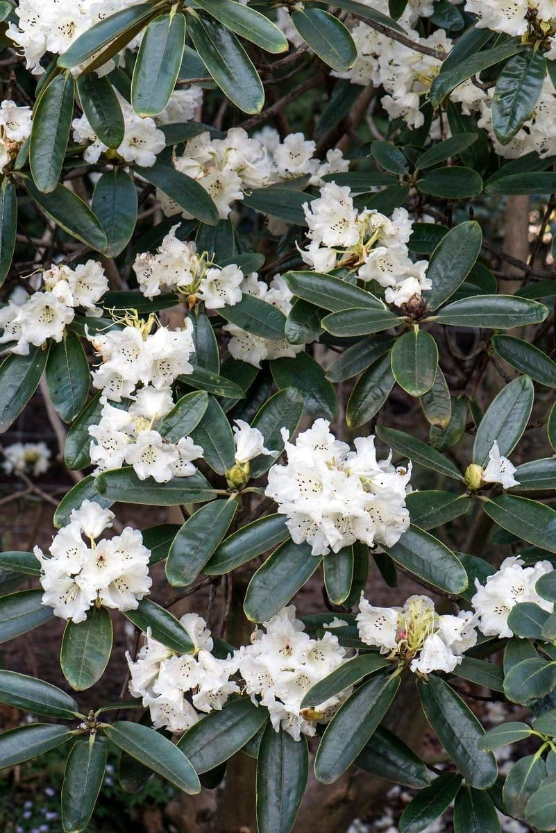 Rododendro 4