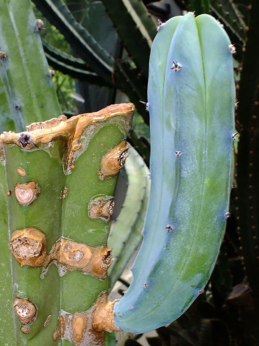 Myrtillocactus geometrizans 14