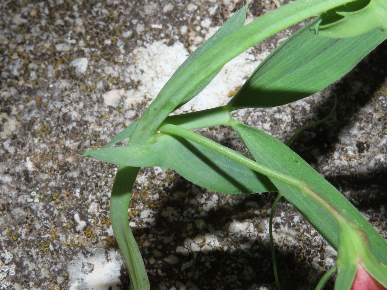 Cicerchia 19