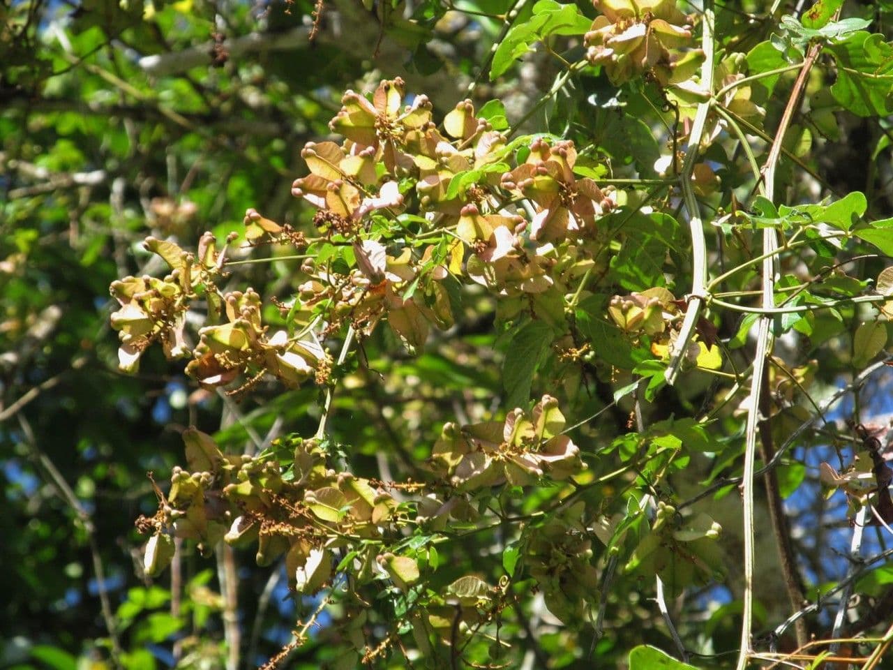 Serjania acuta 4