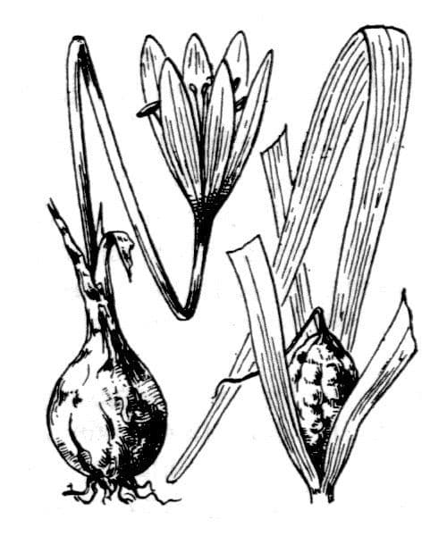 Colchico 10